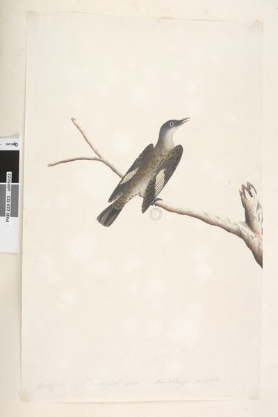 Side 23. Maj, naturlig størrelse, iris & tunge tvivlsom Brun trækrybning Climacteris picumnus, 1791-92 af Unknown artist
