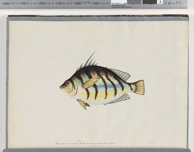Page 23. Unidentified fishdani af Unknown artist