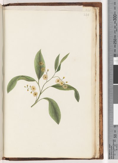 Page 240. Unidentified plantdani af Unknown artist