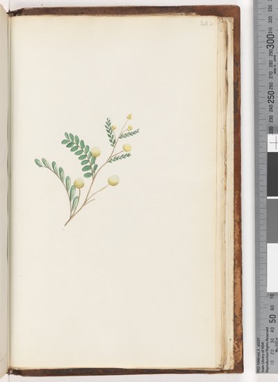 Side 242. Uidentificeret plante af Unknown artist