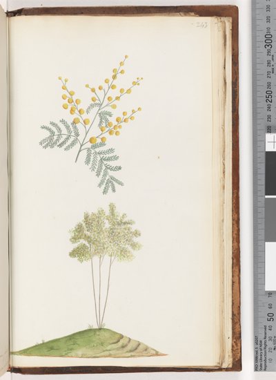 Page 243. Unnamed flowering plantdani af Unknown artist