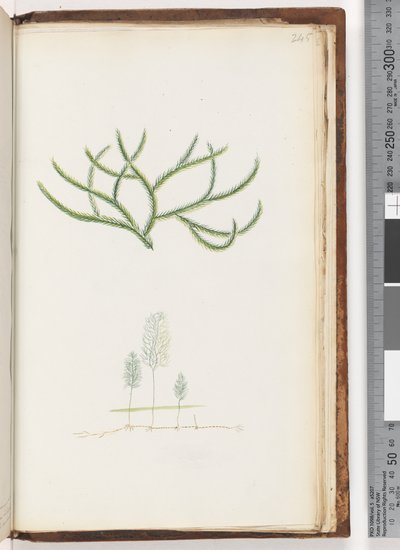 Page 245. No inscription, unidentified plantdani af Unknown artist