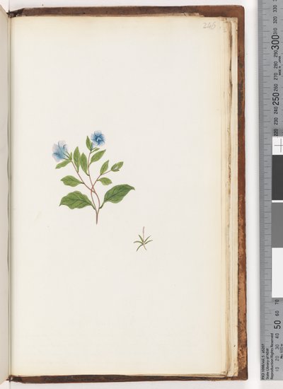 Side 246. Uidentificeret plante af Unknown