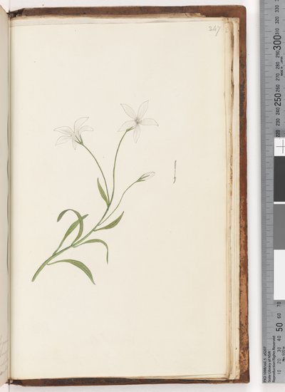 Side 247. Uidentificeret plante af Unknown artist