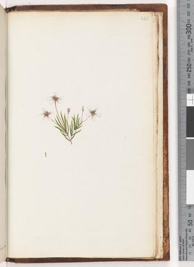 Side 248. Uidentificeret plante af Unknown