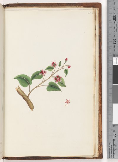 Side 252. Uidentificeret plante af Unknown artist