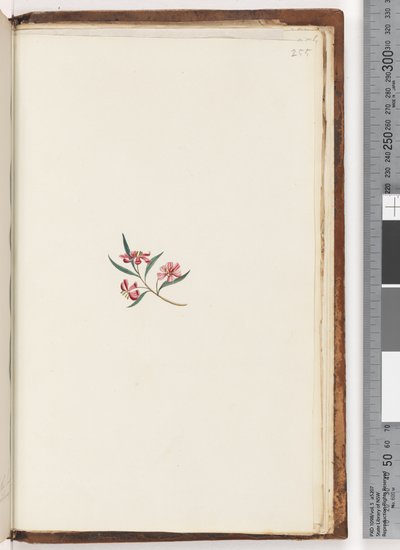 Page 255. Unidentified plantdani af Unknown artist