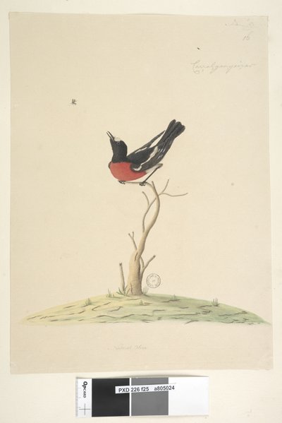 Side 25. Bil, ral, gar, yei, sar, naturlig størrelse Scarlet Robin, han Petroica flerfarvet, N.S.W., 1791-92 af Unknown artist