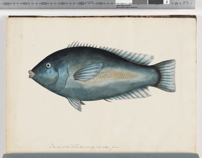 Side 26. Uidentificeret fisk af Unknown