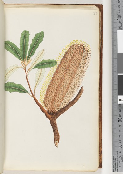 Side 26. Unavngiven blomstrende plante af Unknown artist
