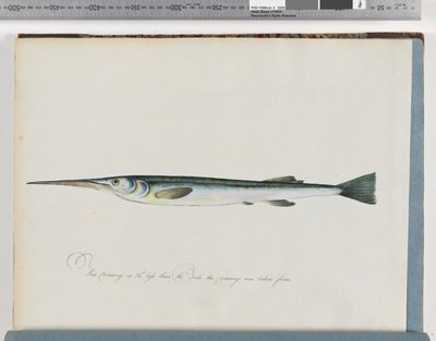 Side 27. Uidentificeret fisk af Unknown artist