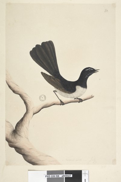 Side 28. Naturlig størrelse,  juli Willie Vipstjert Rhipidura leucophrys, 1791-92 af Unknown artist