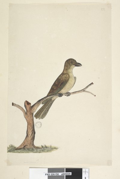 Side 30. ...? Norfolk Island Blackbird? Aplonis fuscus, kvinde, 1791-92 af Unknown artist