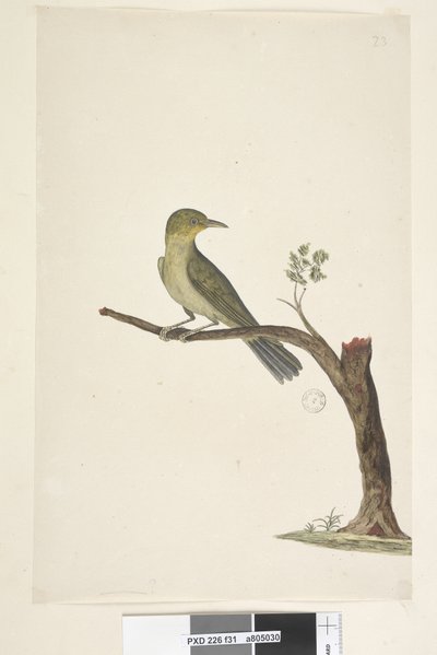 Side 31....? Slank, næbbet hvid, øje Zosterops tenuirostris, 1791-92 af Unknown artist