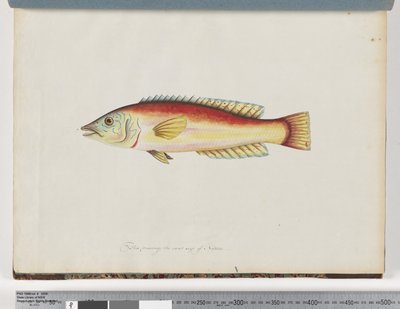 Side 31. Uidentificeret fisk af Unknown artist