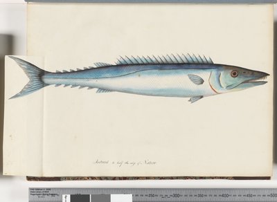 Side 32. Barracouta af Unknown artist