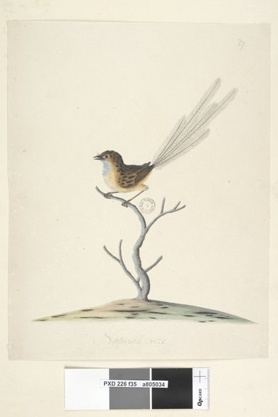 Side 35. Naturlig størrelse Emu, Wren, han Stipiturus malachurus, 1791-92 af Unknown artist