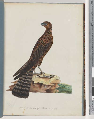 Page 36. Red Goshawk. Radiated Falcondani af Unknown artist
