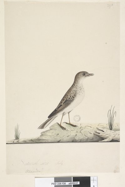 Page 38. Alundu? above title in different hand Natural size, July Pipit Anthus australis, 1791-92dani af Unknown artist
