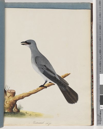 Side 38. Uidentificeret fugl, Sandsynligvis en stor lanius af Unknown artist