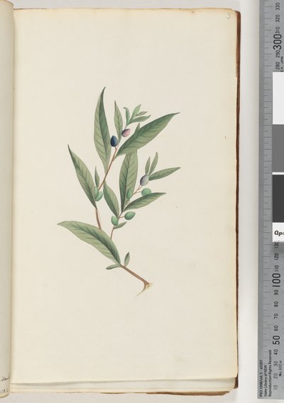 Page 3. Unidentified plantdani af Unknown artist