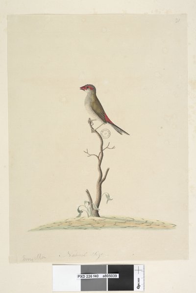 Side 40. Kundeservice. Naturlig størrelse rød, pandefink Neochmia brevis Aegintha brevis, 1791-92 af Unknown artist