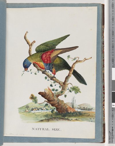 Side 40. Regnbue Lorikeet. Ps. Hæmatodus. Rødbarmet eller blåbuget papegøje af Unknown artist