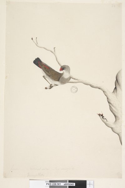 Side 41. Frynse. ovenstående titel i anden hånd juni. Naturlig størrelse. Iris tvivlsom Diamond Firetail Stagonopleura guttata, umoden, 1791-92 af Unknown artist
