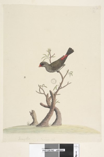 Side 42. Frynse. nederst i midten i anden hånd Naturlig størrelse Diamond Firetail Stagonopleura guttata, 1791-92 af Unknown artist