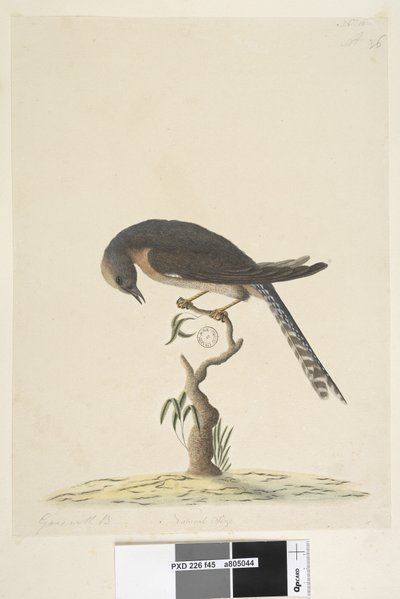 Side 45. Naturlig størrelse. øverst til højre i anden hånd A nederst til venstre Går med B dvs. f.44 Fan, Tailed Cuckoo Cacomantis pyrrhophanus, 1791-92 af Unknown artist