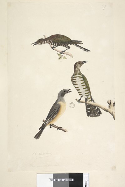 Side 46. Cuculus. langs nederste kant i forskellige hånd Disse fugle tegnet naturlig størrelse. De øverste to fugle er gøgen af gyldne bronze, den tredje er en rødbrun whistler Lamprococcyx plagosus Chrysococcyx lucidis, 1791-92 af Unknown artist