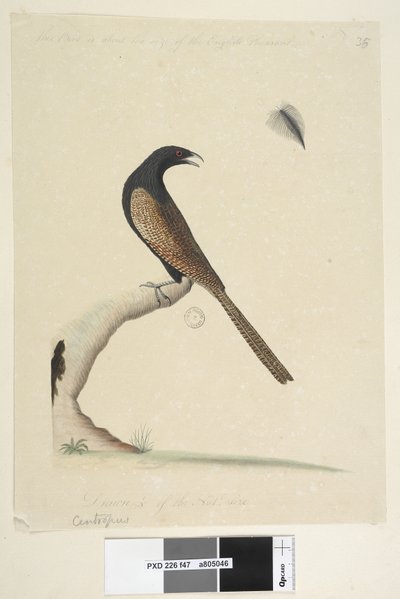 Side 47. Centropus. nederst i midten i anden hånd. Denne fugl er omtrent på størrelse med den engelske fasan. Tegnet 1/3 af natl. størrelse. Fasan Coucal Centropus phasianinus, 1791-92 af Unknown artist