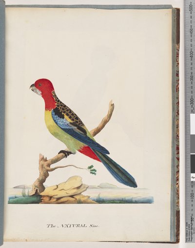 Side 47. Østre Rosella. Ikke den samme papegøje af Unknown artist
