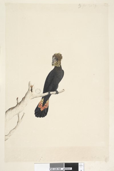 Side 48. Sort kakadue. nederst til venstre i anden hånd Reduceret med skala til 1/3 af den naturlige størrelse. Blank sort kakadue Calyptorhynchus lathami, hun, 1791-92 af Unknown artist