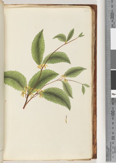 Side 48. Uidentificeret plante af Unknown