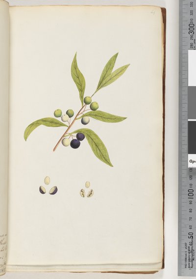 Side 4. Uidentificeret plante af Unknown artist