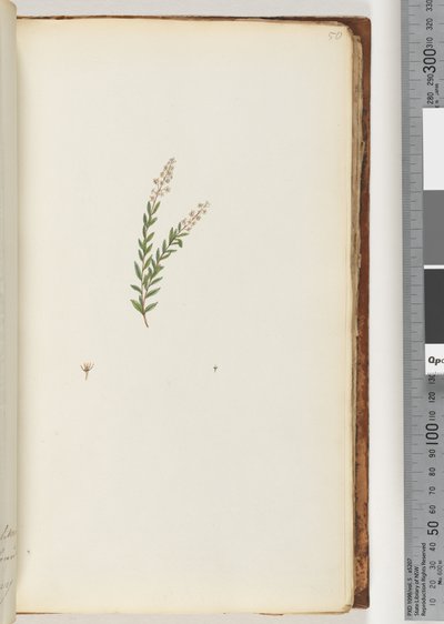 Side 50. Uidentificeret plante af Unknown artist