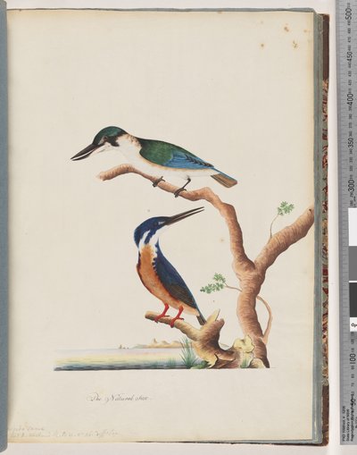 Side 53. 1. Hellig Kingfisher. Alcedo sacre 2. Azure Kingfisher. 2, 3 toed N. Holland Kingfisher af Unknown artist