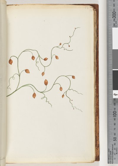 Side 53. En slyngplante løber til en længde af syv eller otte yards og finder for det meste sammenflettede runde planter, buske &c. af Unknown artist