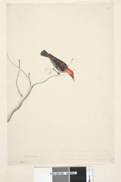Page 54. Drepanis. below title in different hand September. Natural size at lower right in third hand These birds are supposed to be birds of passage & appear in flocks, the red does not show the beauty of the bird. Scarlet Honeyeater Myzomela sanguinolent af Unknown artist