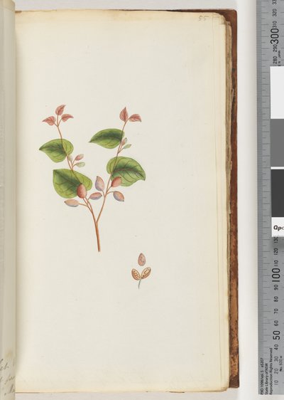 Side 55. Uidentificeret anlæg af Unknown artist
