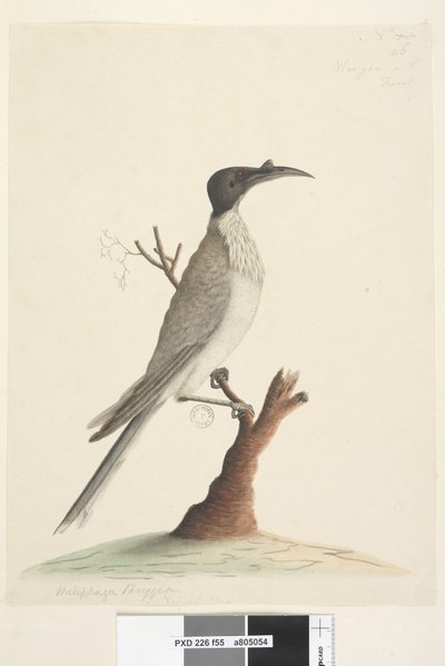 Page 55. Wer, gan or the Friar. at lower left in a different hand Meliphaga Phrygia. at lower center in a third hand Natural size Noisy Friarbird Philemon corniculatus, 1791-92dani af Unknown artist