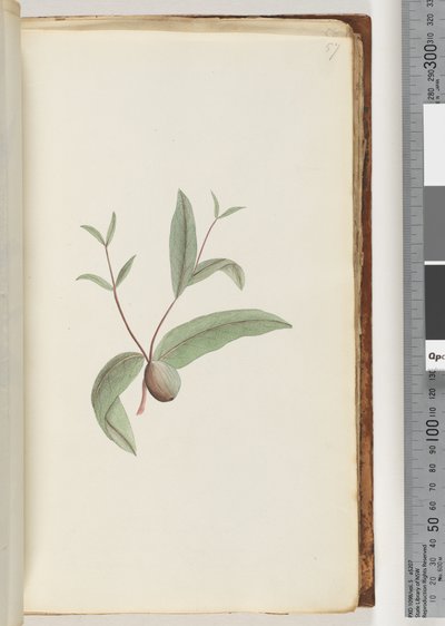 Side 57. Uidentificeret plante af Unknown artist