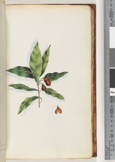 Side 58. Uidentificeret plante af Unknown artist