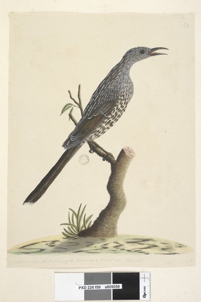 Side 59. Naturlig størrelse, fjerene på hovedhals og bryst er spidse Brush Wattle, Bird Anthochaera chrysoptera, 1791-92 af Unknown artist