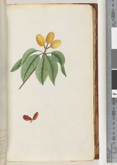 Page 59. Pilospermum mapondani af Unknown artist