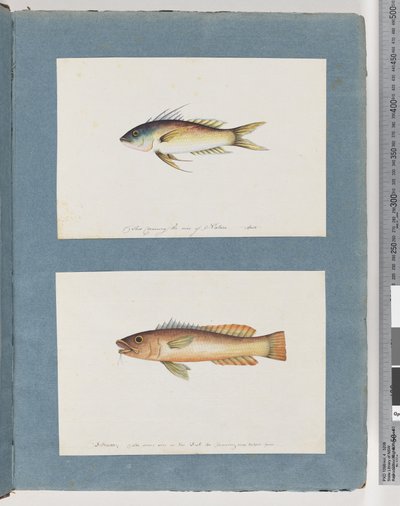 Side 5. Uidentificeret fisk 6. Uidentificeret fisk af Unknown artist