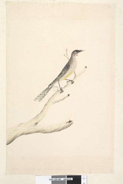 Side 60. Juni. Reduceret efter skala til halvdelen af den naturlige størrelse Red Wattle, Bird Anthochaera carunculata, 1791-92 af Unknown artist