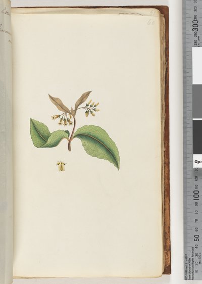 Page 60. Unidentified plantdani af Unknown artist