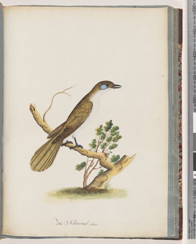Side 61. Blåansigtet Honningæder. Turdus cyanoris. Blåkindet Drossel af Unknown artist